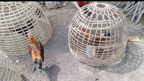 ไปเบี่งไก่ตี mus saib qaib sib ncaws