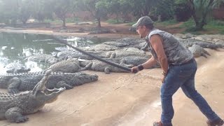 Crocodile farming — Defend The Wild