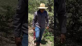 #naches #nance #campo #fruta #delicious #viral #shortvideo #reels #video #mexico #fyp #mexico #rico