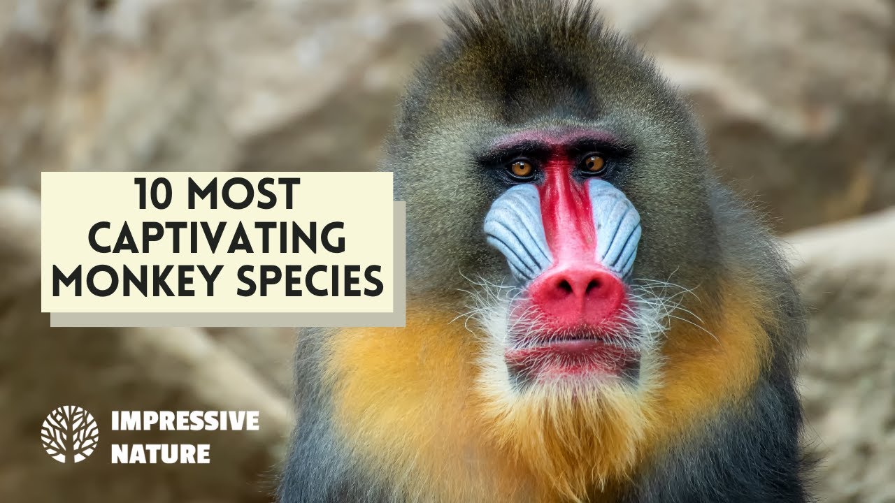 10 Most Captivating Types of Monkeys