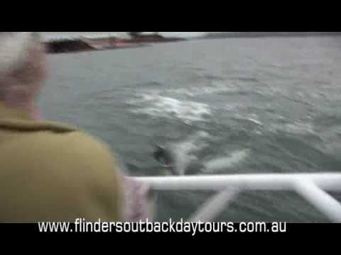 This amazing situation was captured on film right in th harbor in Port Augusta. 9 lucky passengers witnessed a very up close & personal Dolphin experience whilst aboard Flinders & Outback Water Cruises. It was 2 males with 1 female. If you watch closely you can see the males with there penis out position themselves on the underside of the female. On a side note Dolphins & humans are the only animals that mate for fun.