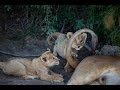 cachorros hambrientos comiendo ñú