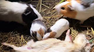 Tiny Hamsters’ Final Feeding – A Sad and Emotional