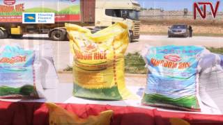 Uganda Development Bank To Support Small-Holder Rice Farmers
