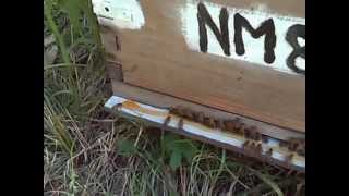 Feral Bee Hive feeding honey