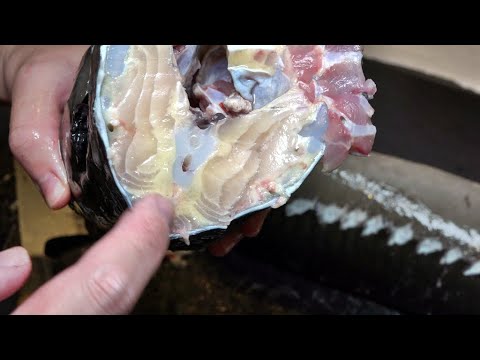 病気持ち？脂がヤバイ色をした巨大魚の味が･･･！