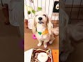 【犬のドーナツ屋さん2】投げるタイミングはこの様にお願いしてますっ🤗💕#shorts #ペット #犬 #おしゃべりペット #お店屋さんごっこ #donuts