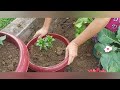 My small garden anjali mochahari vlog