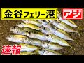 【金谷フェリー港】アジ釣り！金アジを釣る
