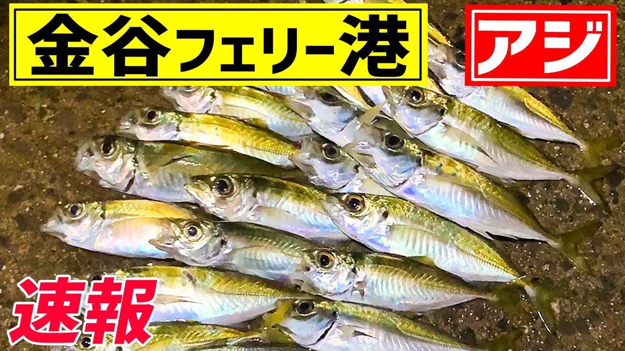 【金谷フェリー港】アジ釣り！金アジを釣る