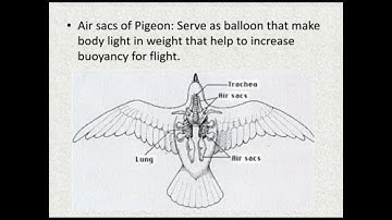 Life Science | Chapter 4 | EP-5 | Adaptation | Madhyamik | SVTO