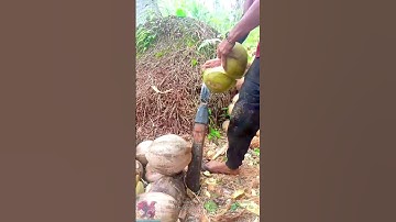 Fast Coconut Peeling Tool Hack #shorts