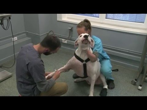 Vidéo: Tumeurs De Mélanome Chez Le Chien