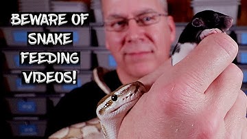 WATCH THIS Before You Upload a Snake Feeding Video to YouTube!