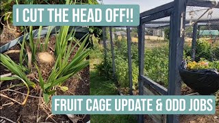 ? CORDYLINE CHAOS & BROAD BEAN DISASTER || FRUIT CAGE & MUCH MORE ??? || JUNE ALLOTMENT GARDEN