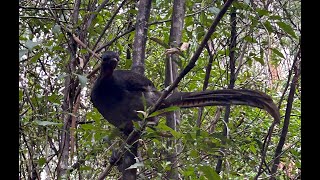 Lyrebird on the Grand Ridge Rail Trail 22nd Sep 2023