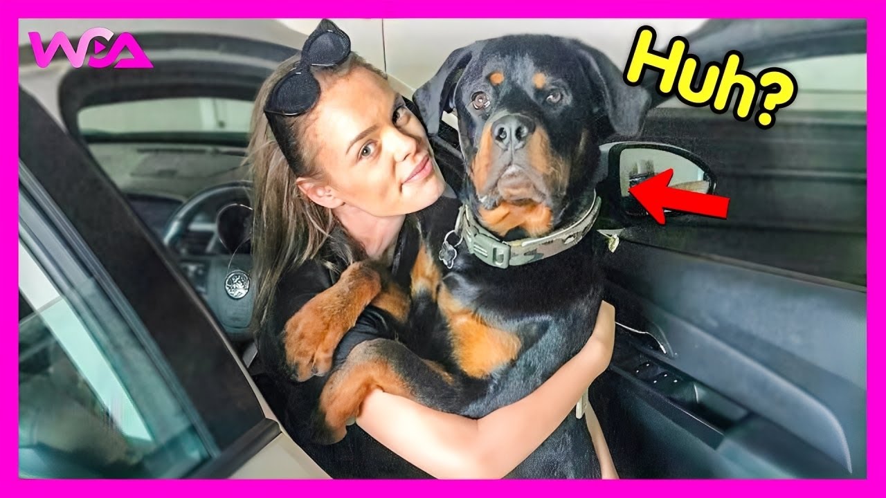 🐶 When You Need a Cool Rottweiler But Get a Goofy One 🤣 | Funny ...