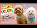 POODLE COLORS EXPLAINED| Do Poodles Fade?- The Truth| The Poodle Mom