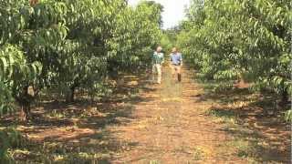 2012 Georgia Peach Crop Brings Below Average Numbers