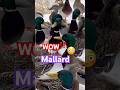 Mallard Ducks ‼️ マガモが騒ぐ #shorts