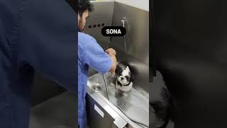 Sonas Spa Time Shih Tzu Bath & Grooming At Saame Pet Care, Mumbai
