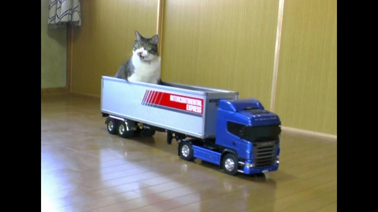 ラジコンのトレーラーに運ばれる猫 停車するまでおとなしく 猫ジャーナル