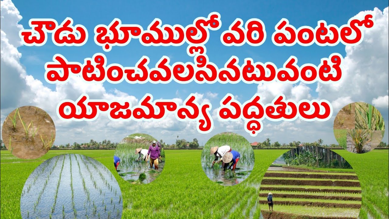 చౌడు భూముల్లో వరి పంటలో పాటించే యాజమాన్య పద్ధతులు #ANR Sagubata #paddycultivationinsalinesoils