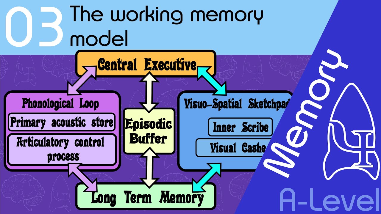 working memory model essay 16 marks