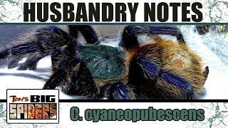 C. cyaneopubescens 'GBB' Husbandry Notes