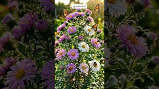 ปลูกเมล็ด EP67 aster และ azalea #สร้างจากai #aigenerated #gardening #flowers