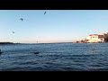 Севастополь Чайки лебеди и утки в Бухте Омега