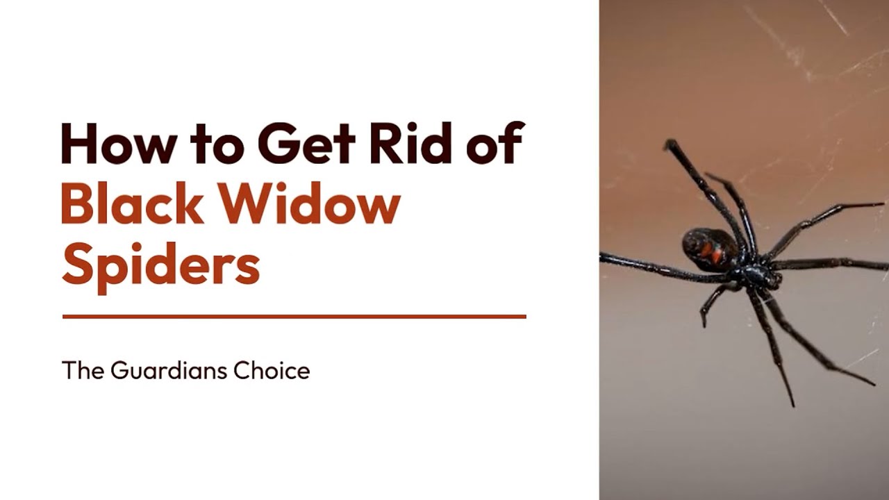 Get Rid Of Black Widows
