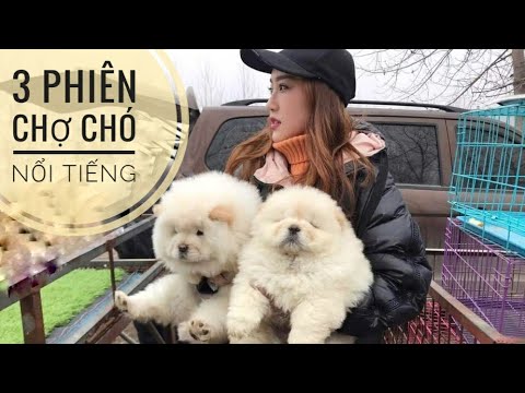 mua chó cảnh ở đâu hà nội Update 2022 3 Phiên Chợ Chó Mèo - Nổi Tiếng tại Miền Bắc/ NhamTuatTV - Dog in Vietnam