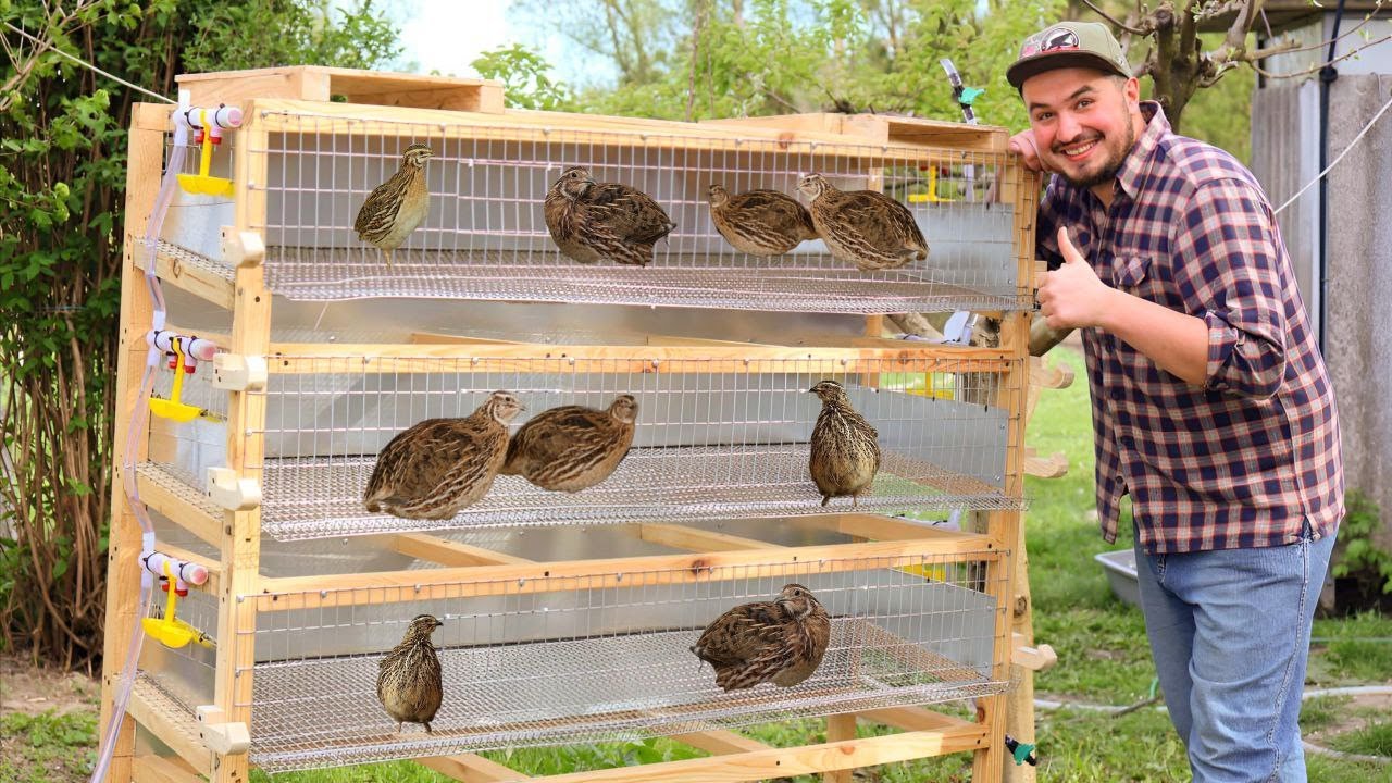 Перепелина ферма вдома | Робимо клітку для  перепілок | Клітка для 110 перепілок
