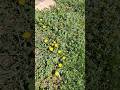 Diverse wildflowers, tell me what the 2 at the end are
