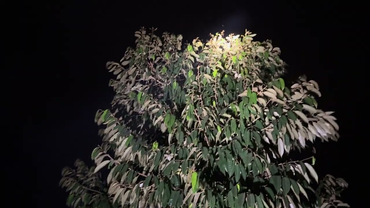 Đang xổ nhuỵ gặp mưa 2 cơn lớn , sau 5 ngày kiểm tra cây sầu riêng có tính hiệu ra đọt non .