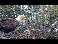 Bald Eagles of Lake Casitas- Male feeding Baby eagle 18Apr2020