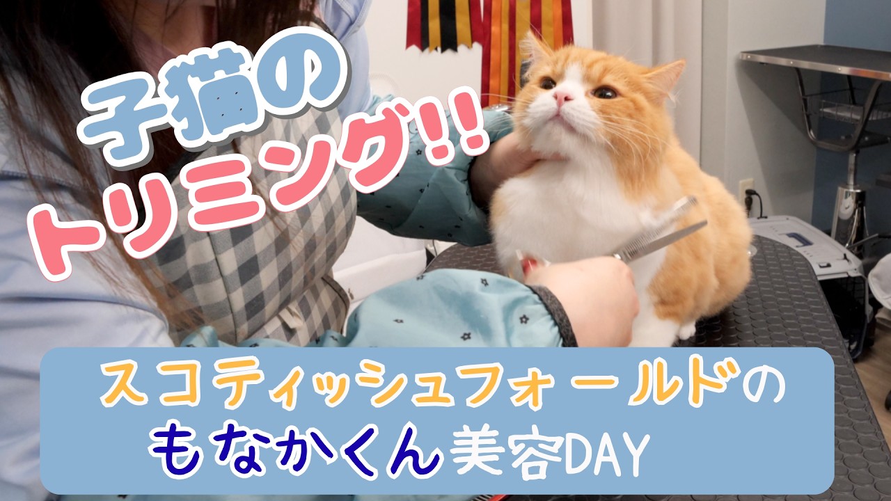 【子猫】たぬきしっぽのカット / 猫専門サロン