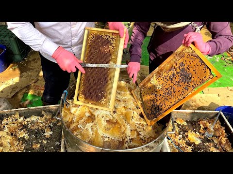 Harvesting Honey - Bee Master in Taiwan 蜂蜜採收 - 蜂之谷