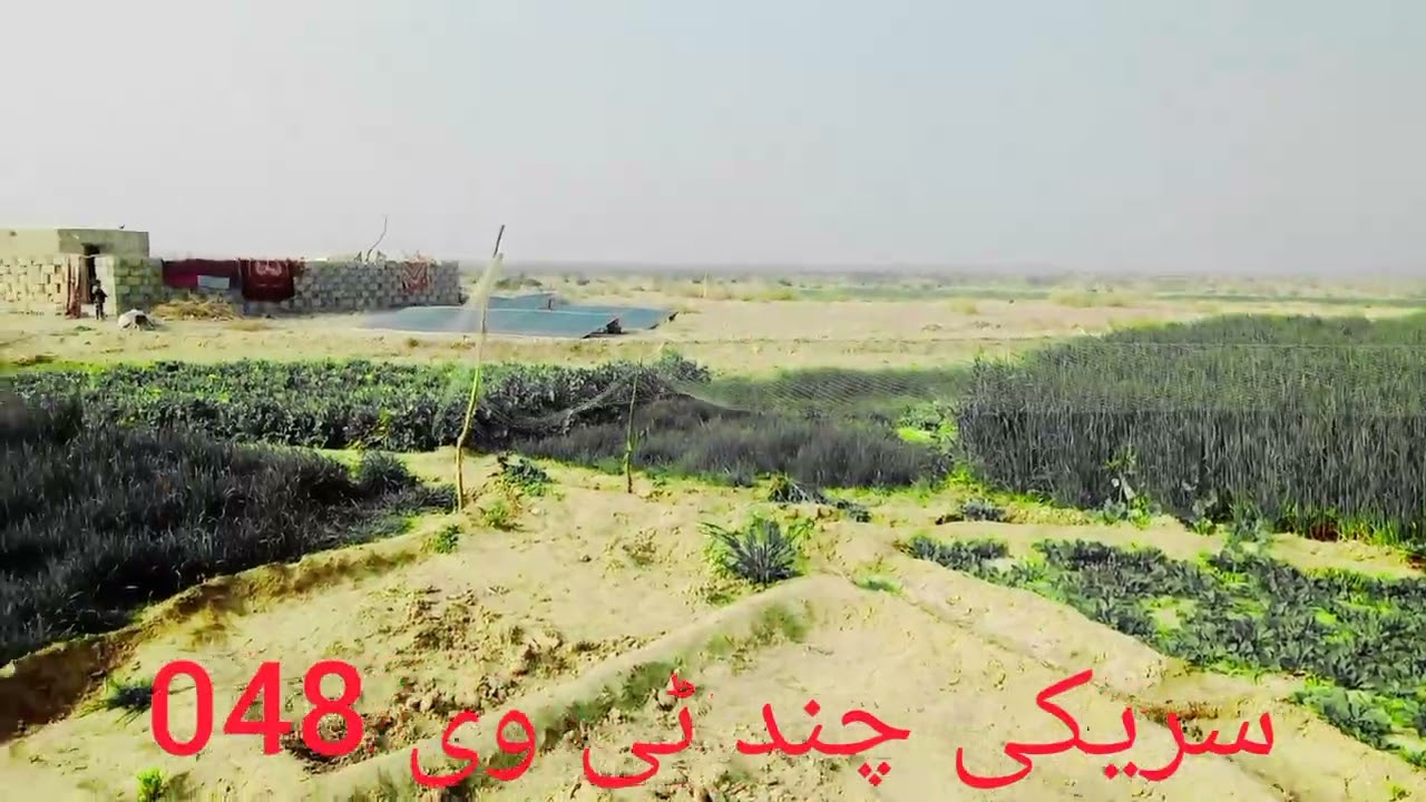 سنگت صبزی فری