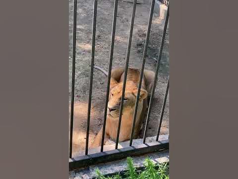 Дикий зверь высматривает свою добычу на подсознательном уровне. - YouTube