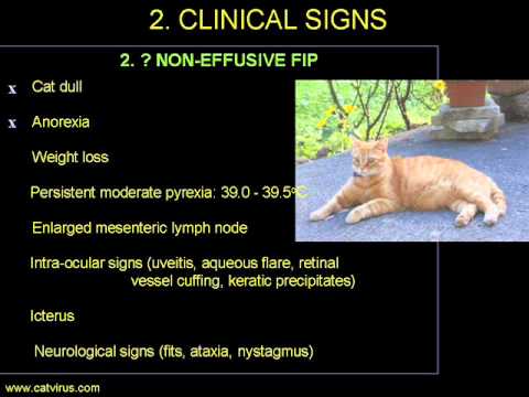 wet fip symptoms