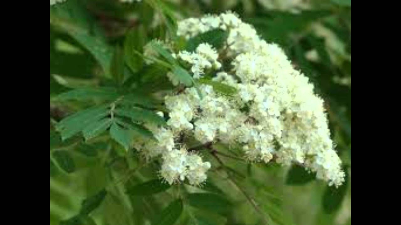 Ой калина кудрявая