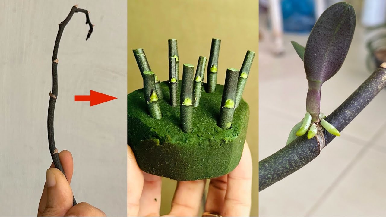 Знай этот секрет! Ты сможешь размножить любую орхидею.