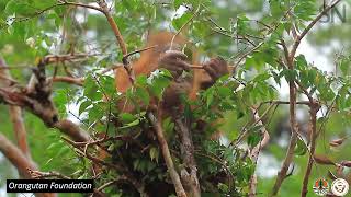 A baby orangutan builds a nest | Science News