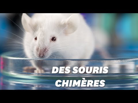 Vidéo: Pourquoi Les Scientifiques Ont-ils Créé Un Hybride Entre Un Cochon Et Un Humain, Puis Ils L'ont Tué - Vue Alternative