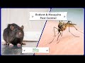 Dbs Dynasty Rat vs mosquitoes