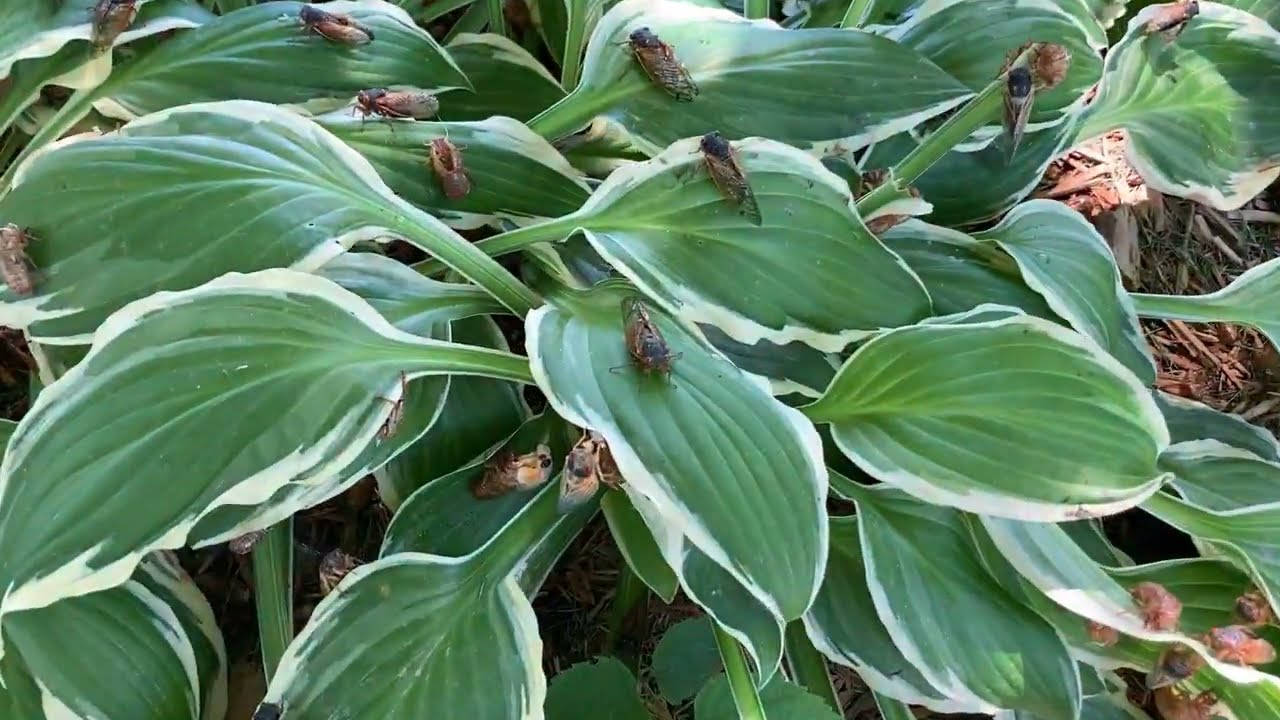 Cicadas in Illinois (May 2024)