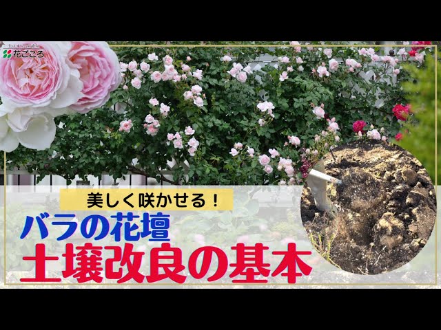 バラ 土壌でかわる 大切な花壇の基本の土壌改良 冬の管理 Youtube