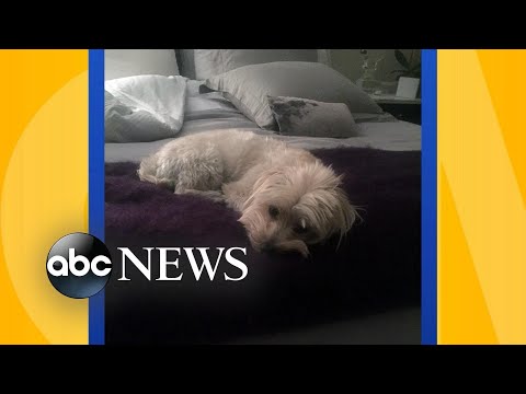 Video: Pētījums ierosina iznomāt suņiem miegu gultā, ir piemērots hroniskām sāpēm